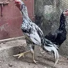 جوز سندي للبيع