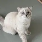 قطط سكوتش ستريت ذكور