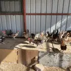 دجاج
