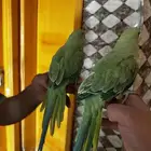 ببغاء دره اليف