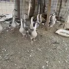 للبيع وز عراقي اصل