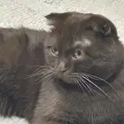 قط سكوتش للتبني