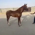 حصان مواليد 2022