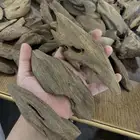 عود مروكي دبل سوبر مرتفع طبيعي آصقون