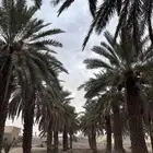 ثمرة نخل صفري في النقيع
