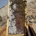 عسل السمره الفاخر مشروط