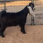 فحل معزا تيس عارضي صنف تممم البيع