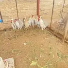 اللبيع اديكه