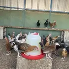 دجاج وديوك بلدي اسود سك وملون اعمارهم من شهرين تم البيع