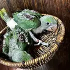 فروخ دره نيبالي