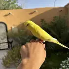 فرخ بادجي لاتينو اليف