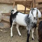 تدور ذبائح من حلال شايب ومن غنمه ومن مراحه ادخل
