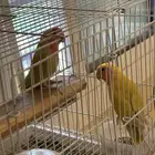 اثنين جوز روز منتج