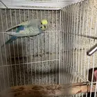 ذكر بادجي رنبو جاهر ماشالله