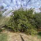 اشجار حمضيات مثمره الموقع تبراك