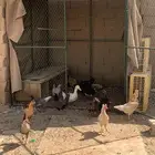 دجاج وبط بح