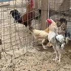 ديوك للبيع
