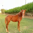 مهره شعبية عمرها 6 شهور تقريبا
