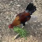 دجاج عربي اصيل ترثه ( تم البيع )