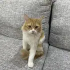 قطة شيرازي العمر سنه وومعقمه معها شهادة تطعيمات