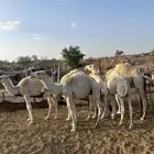 قعدان كفوو