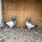 حمام باكستاني
