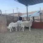 مبيوعه الله يبارك للمشتري ويخلف علينا