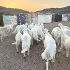 خرفان - طليان جبره