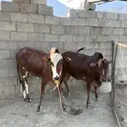 بقر العدد ثنتين خبيش سنه ونص