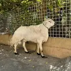 طلي فحل صنف