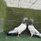 زوج نيل دمبا باكستاني