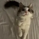 قطه للتبني تبني قطط