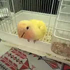 روز لاتينو للبيع هدد داخلي غير مفطوم يقبل غر واسمه لؤي