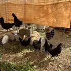 دجاج إندونيسي