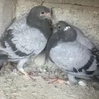 فراخه حمام