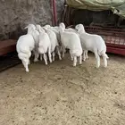 طليان