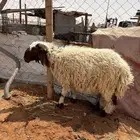 خاروف جذع