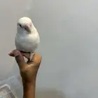 روز البف