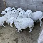 تسع رخال للبيع