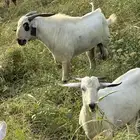 اثنتين فحوله و19 راس غنم للبيع