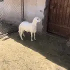 خروف نظيف مشروط
