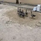 وز للبيع
