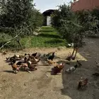دجاج بلدي