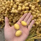 تمر برحي (سكر)