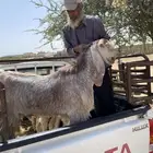 تيس سوري