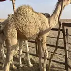 قعود قصب كفو العمر 8 شهور