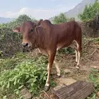 حسيل انثى على حليب عمر حول 7ولا8شهور