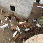 غنم للبيع