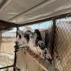 للبيع عشه كامله اساسات بيور