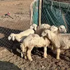 رخال